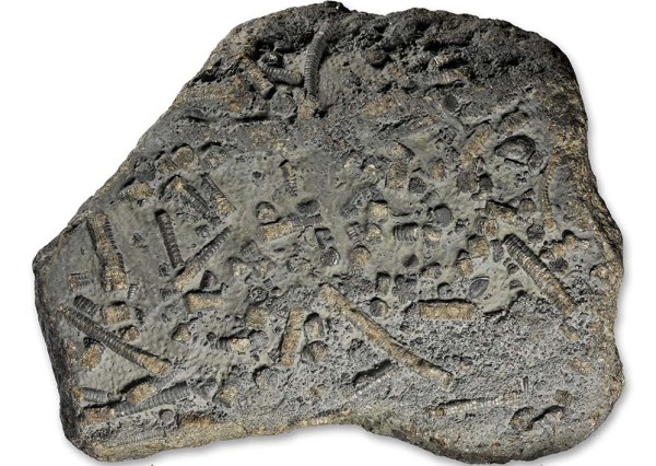 Seirocrinus subangularis lens with ossicles, width = 18 cm