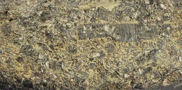 Seirocrinus subangularis, detail of lens cross section