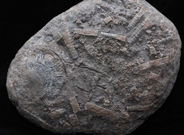 Other side of lens with ammonite Dactylioceras tenuicostatum, width = 15 cm