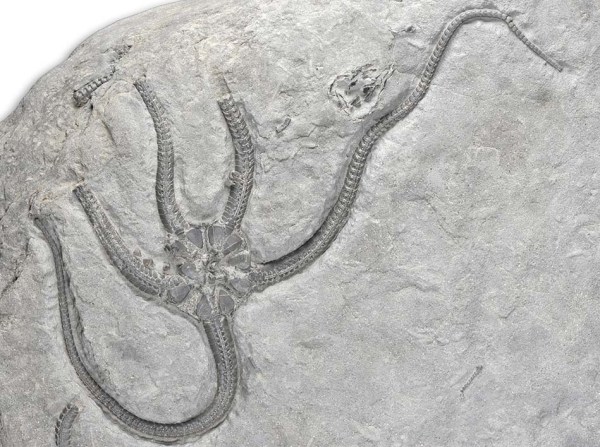 Brittle star Palaeocoma milleri, width approx. 20 cm, collection D. Clark