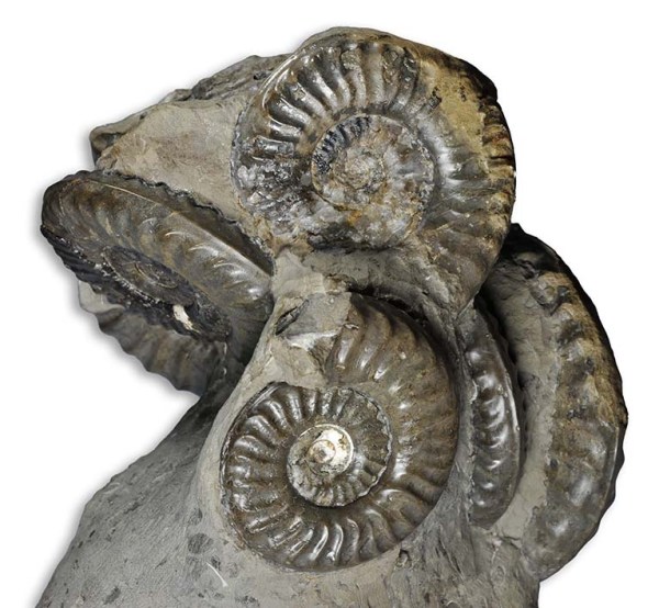 Cluster of 8 Protogrammoceras, between 6 and 8 cm