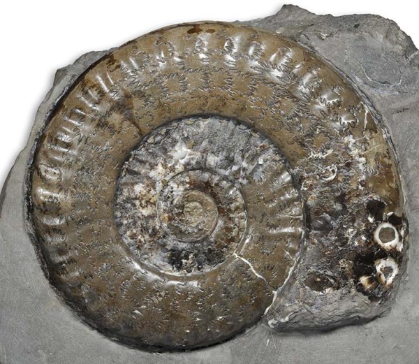 Large 10.5 cm Protogrammoceras, possible intermediate from P. occidentale ?