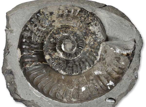 Large 9 cm Protogrammoceras, possible intermediate from P. occidentale ?