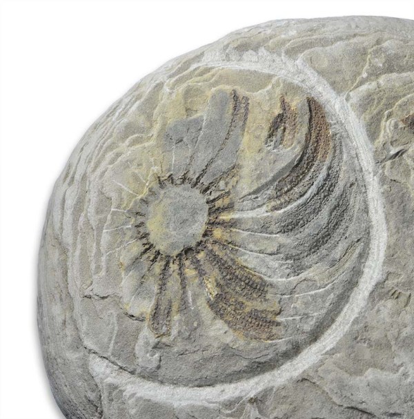 Luidia murchisoni, 10 cm diameter