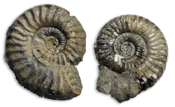 Protogrammoceras (M.) nitescens (left, 7 cm) and Protogrammoceras (M.) geometricum (right, 6 cm)