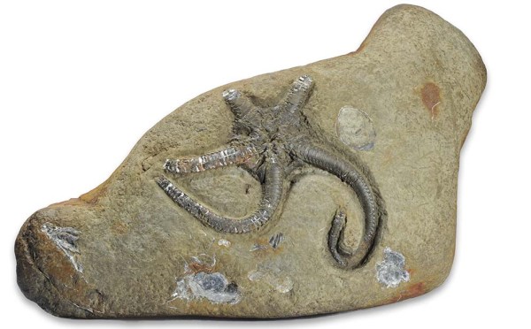 Palaecoma milleri, width of block 22 cm