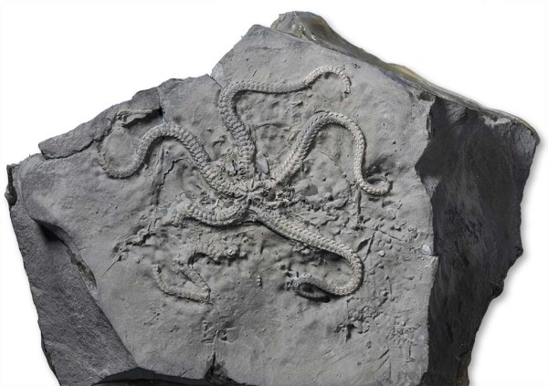 Palaecoma milleri, 9 cm diameter