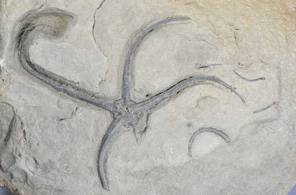 Palaecoma milleri, width of view = 24 cm