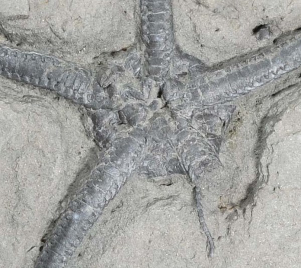 Palaecoma milleri, detail of center