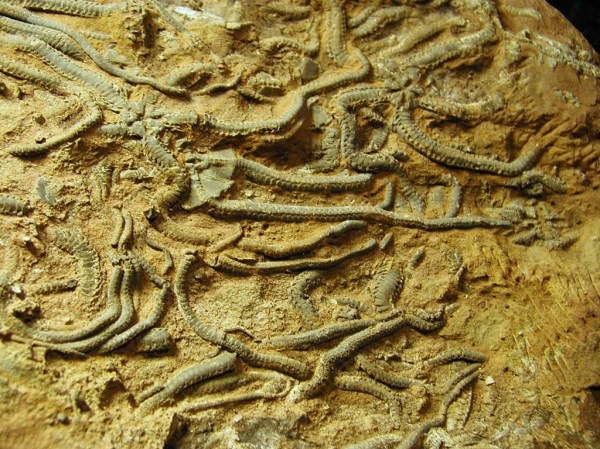 Palaecoma milleri, width of view approx. 20 cm