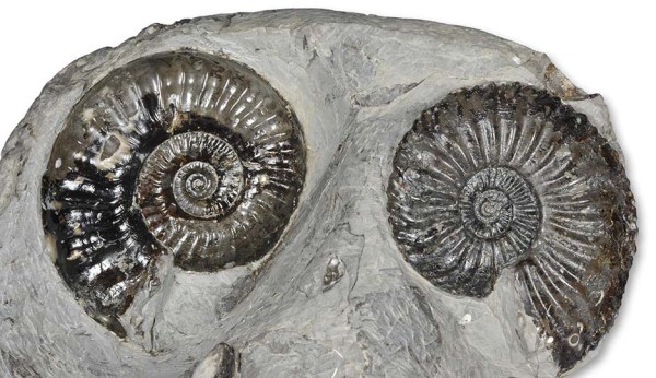 Protogrammoceras (M.) geometricum and Amaltheus bifurcus, both 6 cm