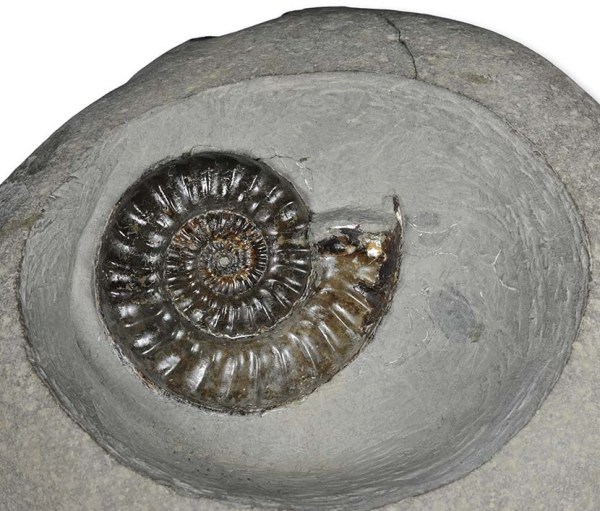 Protogrammoceras (M.) nitescens, 7 cm, "bowl" preparation