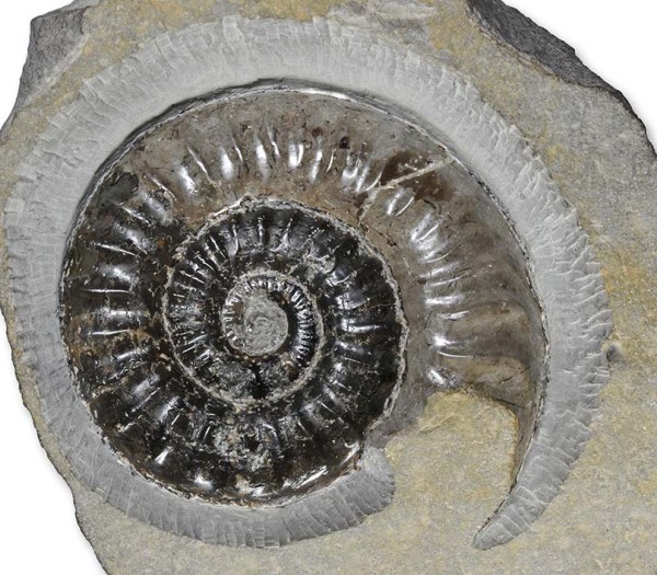 Protogrammoceras (M.) nitescens, 8 cm, only aperture was visible before prep