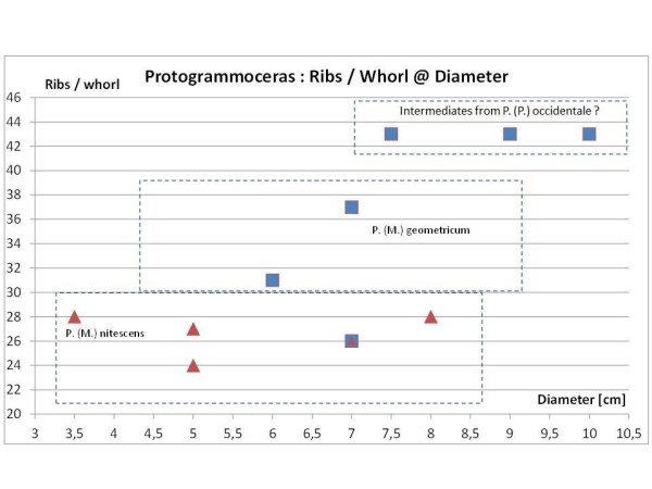 Diagram of rib density differences between P. (M.) nitescens and P. (M.) geometricum