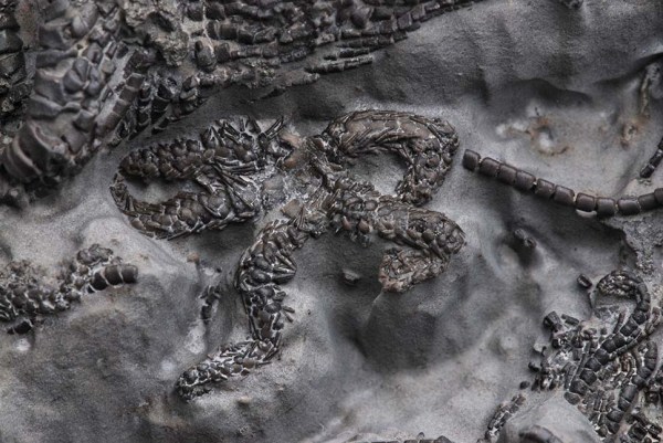 ?Sinosura sp., 1 cm diameter