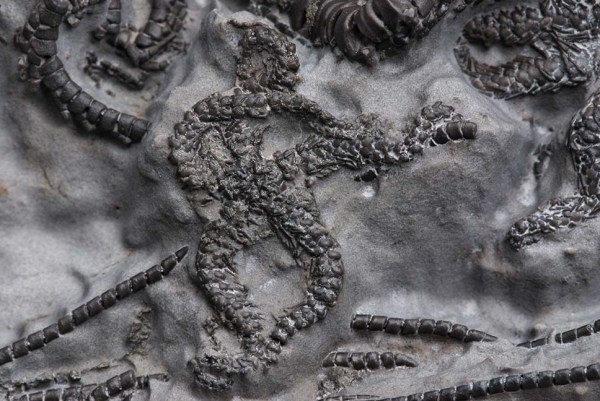 ?Sinosura sp., 1 cm diameter