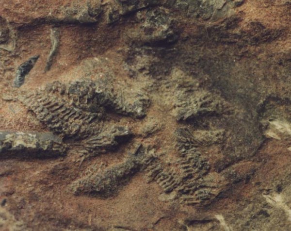 Tropidaster pectinatus, 4 cm wide