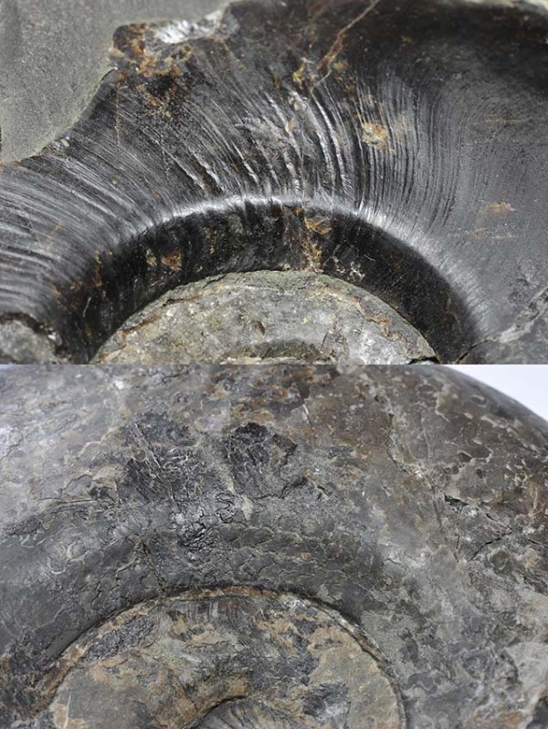 Comparison of umbilical edges of Eleganticeras (top) and Ovaticeras (bottom), both approx. 12 cm