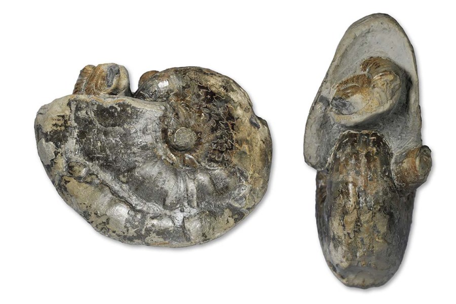 Frechiella subcarinata (YOUNG & BIRD, 1822), 8.5 cm diameter, Port Mulgrave, with a Dactylioceras fragment and a belemnite phragmocone in the aperture