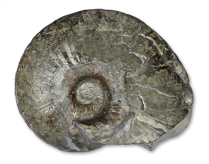 Frechiella subcarinata (YOUNG & BIRD, 1822), 10 cm, Hawsker Bottoms