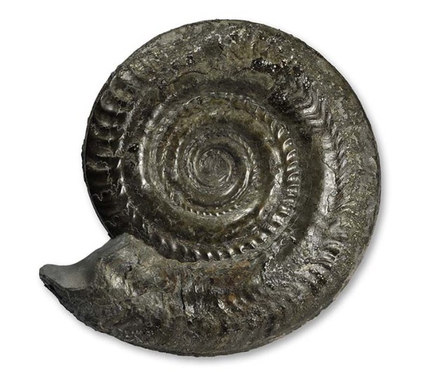 Hildoceras bifrons, 13.5 cm