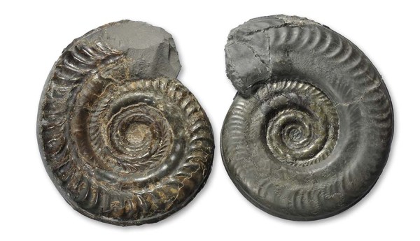 Hildoceras bifrons (left), Hildoceras semipolitum (right), both 10 cm