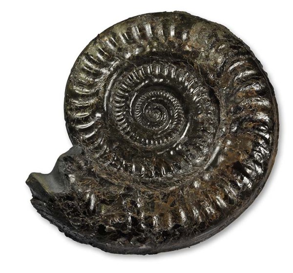 Hildoceras lusitanicum, 15 cm