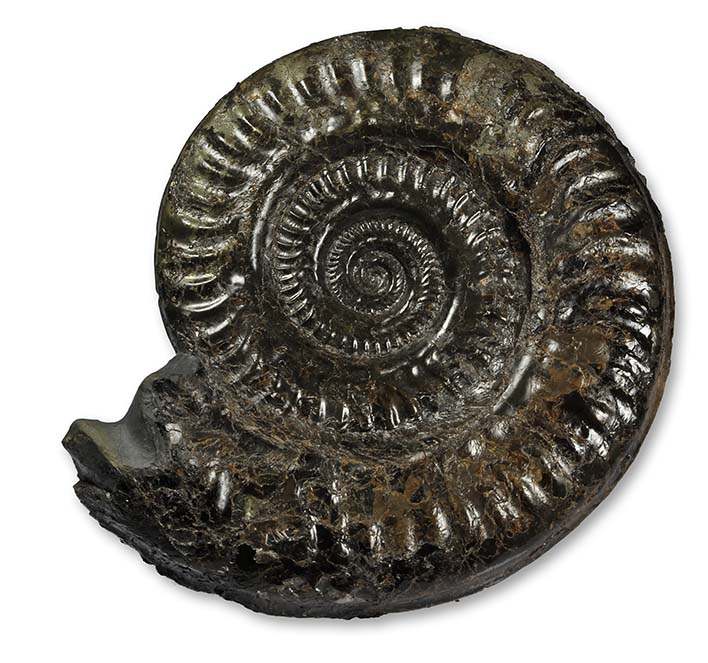 Hildoceras lusitanicum, 15 cm