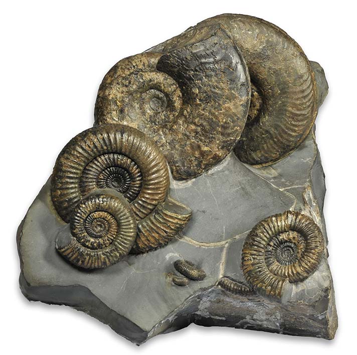 Section of septarian nodule with Dacytlioceras sp (fron) and Ovaticeras ovatum (back)