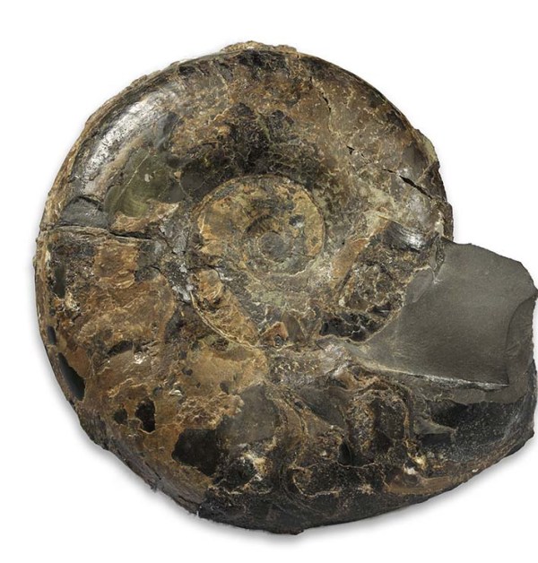 Large 17 cm Ovaticeras ovatum