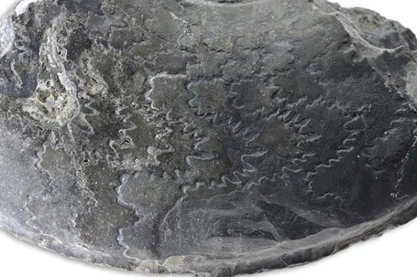 Suture of Ovaticeras