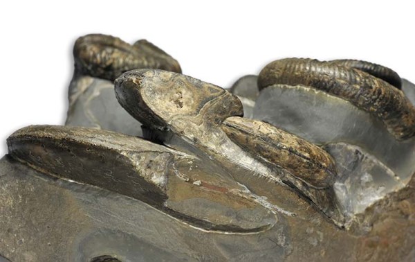 View of Ovaticeras keel and typical oval whorl section