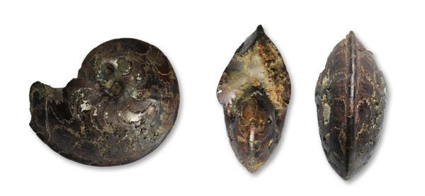 Oxyparoniceras telemachi (RENZ), 2 cm This is a member of the same subfamily, but not found in Britain, but somewhat further south from Barjac in the south of France (and purchased by me).