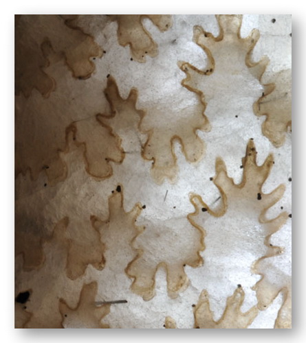 Christmas trees in the snow - Eleganticeras sutures