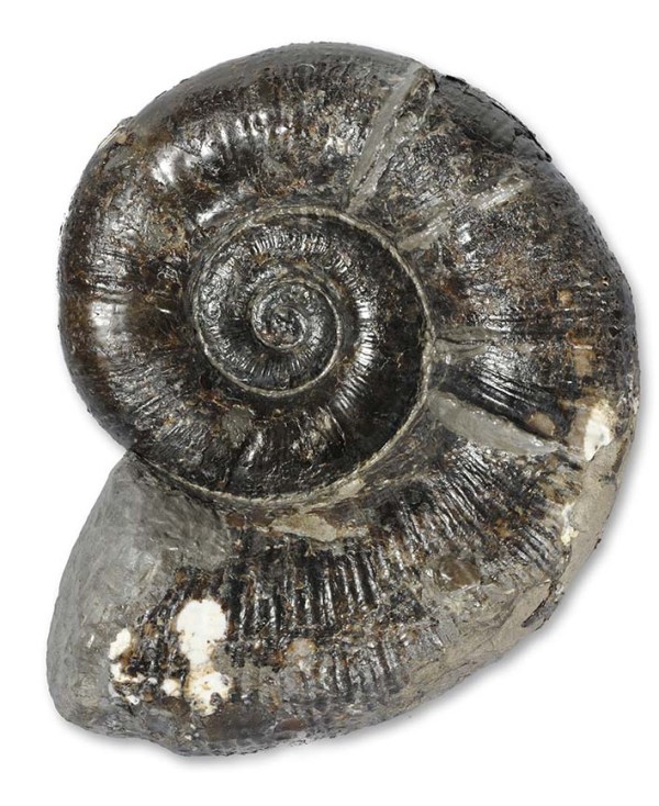 Lytoceras fimbriatum (10.5 cm) from the maculatum subzone, with preserved flares
