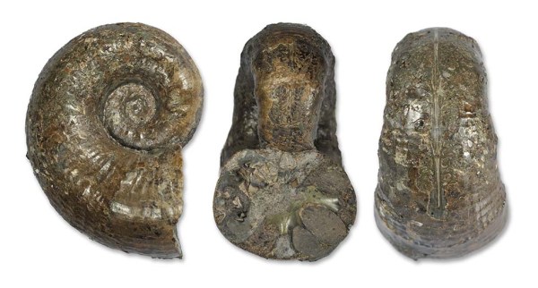 Lytoceras sublineatum (5 cm)