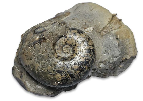 Perilytoceras jurense (4 cm)