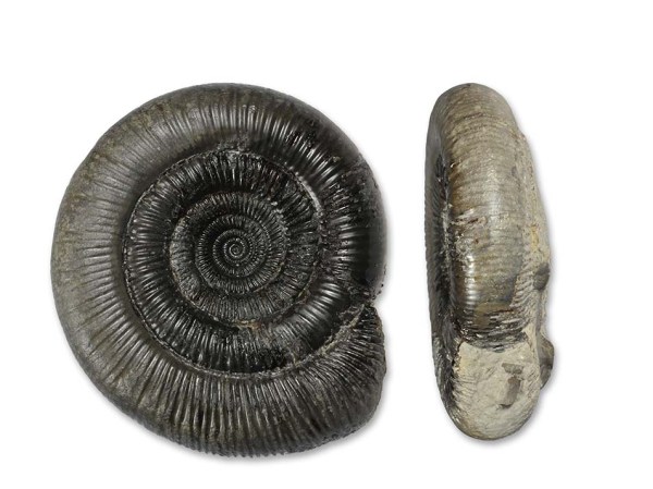 Dactylioceras (O.) clevelandicum, 9 cm