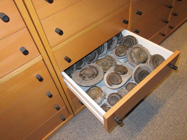Drawer with various Dactylioceras (Orthodactylites) sp.