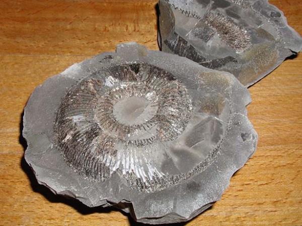 Dacytlioceras (O.) semicelatum nodule, as found, with the negative taken home as well