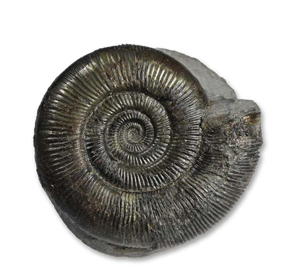 Dactylioceras (O.) semicelatum, slender form, 8 cm