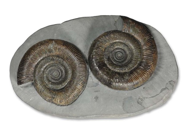 Double nodule of D.(O.) tenuicostatum, one with pathology, both about 7 cm, purchased from Yorkshire Coast Fossils / Mike Marshall