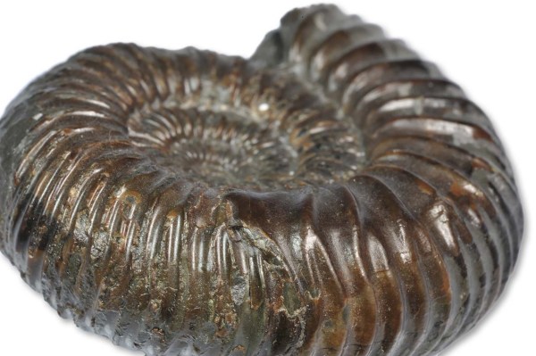 Catacoeloceras sp. forma aegra substructa HÖLDER 1973, 4 cm