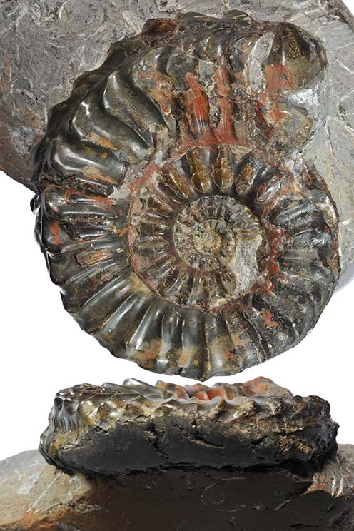 Pleuroceras paucicostatum forma aegra cicatricocarinata HELLER 1964, 7 cm