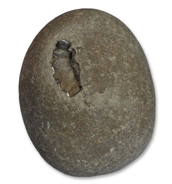 Egg shaped nodule as found with an ammonite just showing, height = 9 cm / 3.5 "