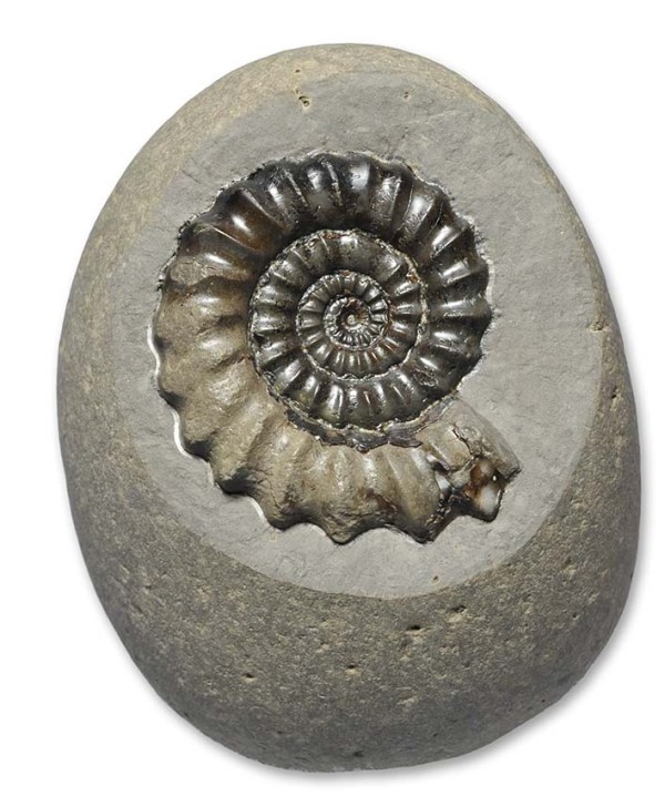 Aegoceras (Androgynoceras) maculatum (YOUNG & BIRD, 1822) , 4.5 cm / 1.75 " diameter