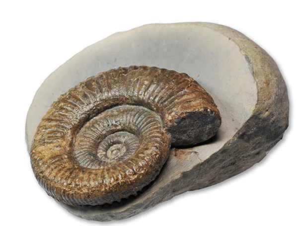 Zugodactylites braunianus forma aegra excentrica, 4.5 cm