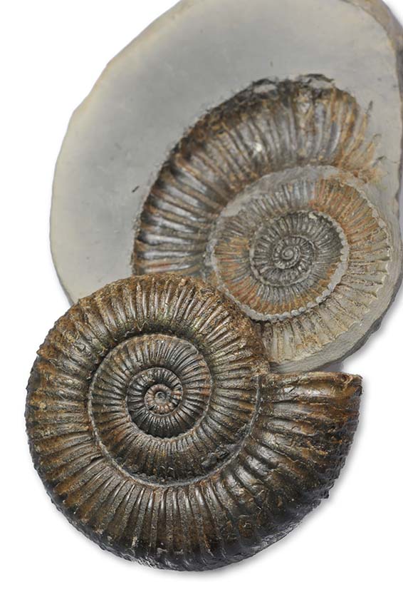 Zugodactylites braunianus forma aegra excentrica, 4.5 cm, underside convex