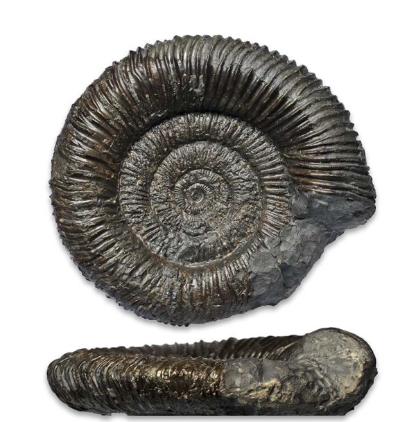 Dactylioceras sp. forma aegra excentrica, 8 cm, showing the bowl shape from the side