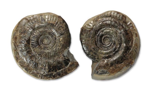 Hildoceras bifrons, 12 cm  showing a strong difference between the sides